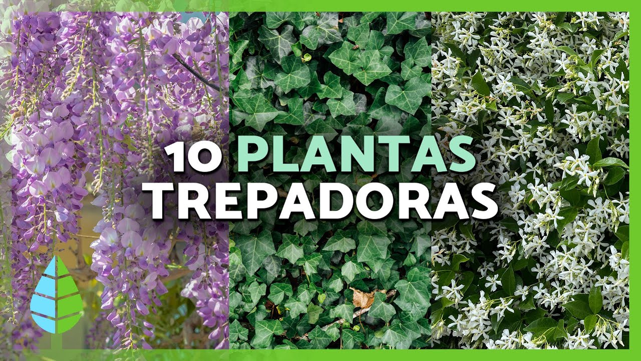 Guía de plantas trepadoras para pérgolas mediterraneas