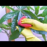 Guía práctica para limpiar hojas en pérgolas